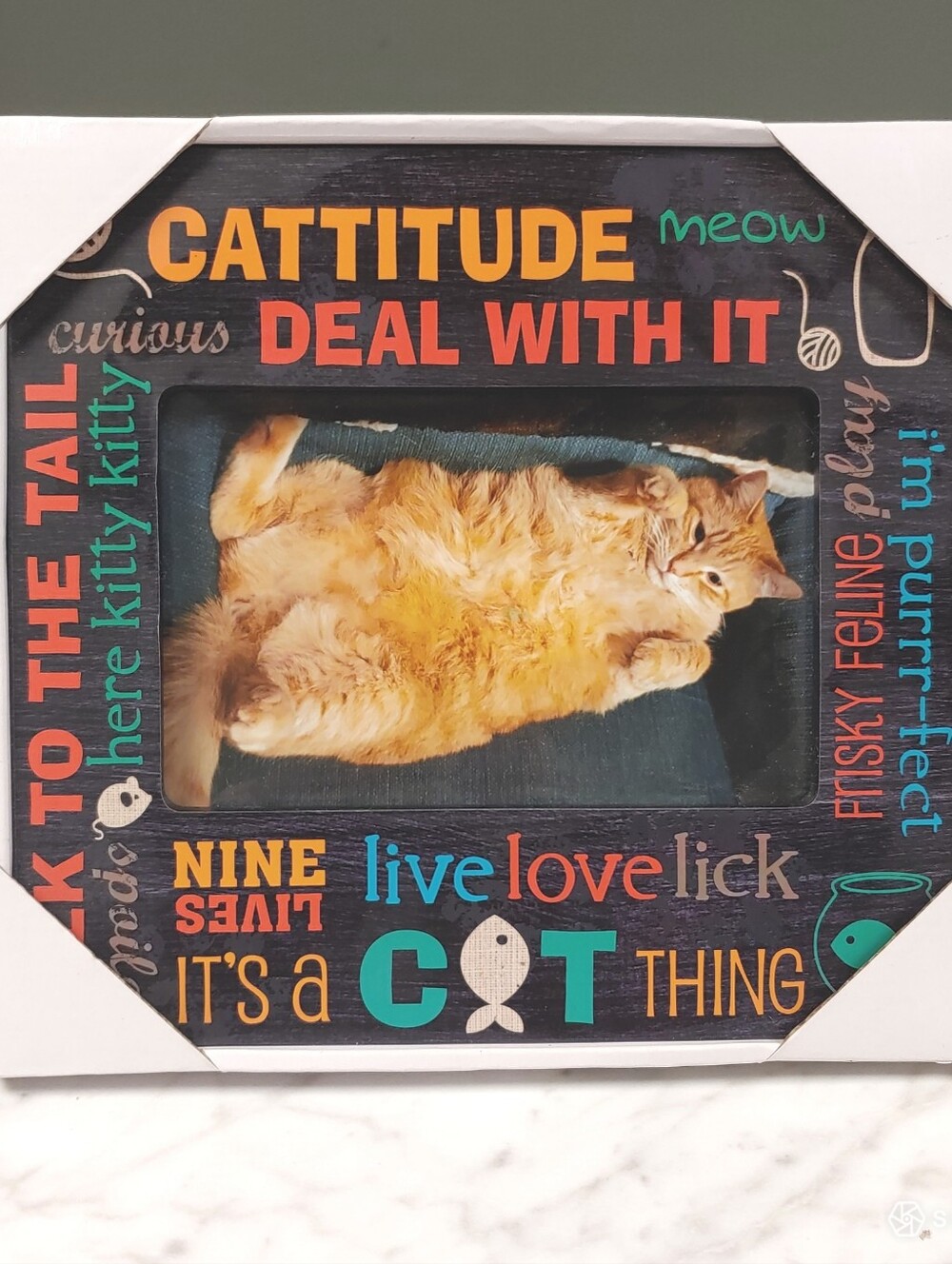 Prinz Cattitude "Deal With It" Cat multicolor Wood Picture Frame 6x4" whimsy
